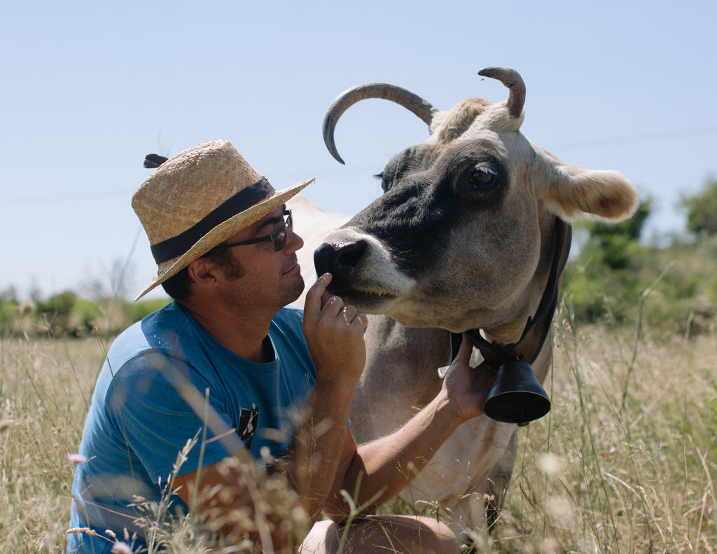 The Cow